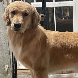 Golden Retrievers from Cheshire Goldens