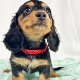 KitKat - Black and tan female Dachshund puppy in Sacramento, California from MiniDoxPups