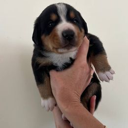 Dublin - Black white and tan male Entlebucher Mountain Dog puppy in Poway, California from Mont Blanc