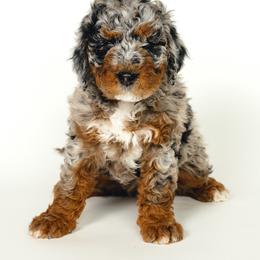Bernedoodle and Cavapoo Puppies from Cascade Springs Doodles