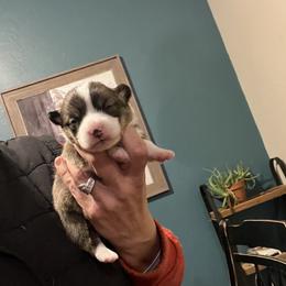 Boy 1 - Black and tan male Pembroke Welsh Corgi puppy in Chino Valley, Arizona from Blecker Kennel