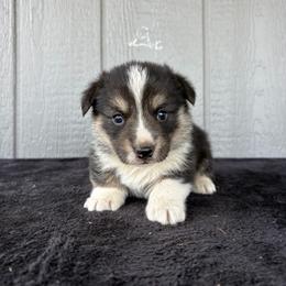Sam - Black and tan male Pembroke Welsh Corgi puppy in Mc Cammon, Idaho from Sunny J Corgis and Mini Americans