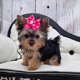 Layla TINY TEACUP - Blue and gold female Yorkshire Terrier puppy in Monticello, Iowa from Ashley’s Puppies