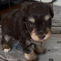 Versace - Liver male Miniature Schnauzer puppy in Van Alstyne, Texas from Beards N Bows Mini Schnauzers