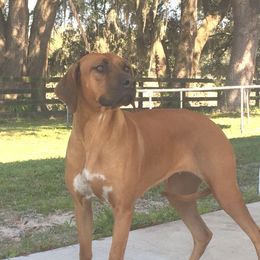 Bella - Rhodesian Ridgeback