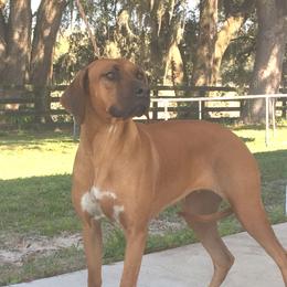 Bella - Rhodesian Ridgeback