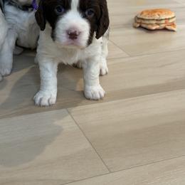 Chocolena - White and liver female English Springer Spaniel puppy in Lufkin, Texas from Shifletknights Springer Spaniels