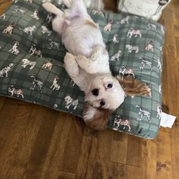Latte - Blenheim male Cavalier King Charles Spaniel puppy in Payette, Idaho from Stonewick Retrievers