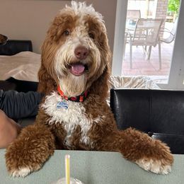 Goldendoodles from Dem GoldenDoodles
