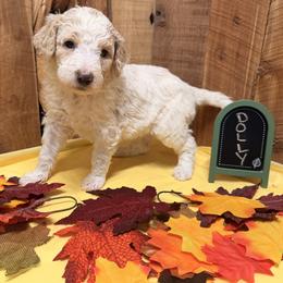 Dolly - Cream female Aussiedoodle puppy in Lavonia, Georgia from H & A Kennels