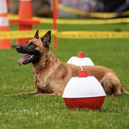 Ch. Aoife (winner of the battle of the bitches) - Belgian Malinois
