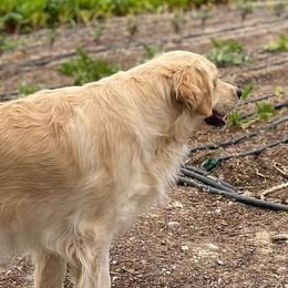 JoJo - Golden Retriever