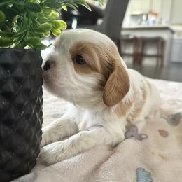 Cavalier King Charles Spaniel Puppies from Central Valley Cavaliers