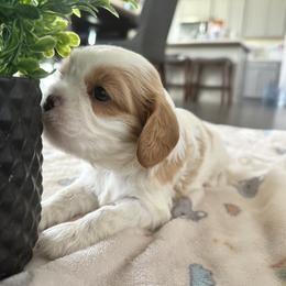 Cavalier King Charles Spaniel Puppies from Central Valley Cavaliers