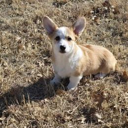 Martha - Red female Pembroke Welsh Corgi puppy in Anton, Texas from X Bar's Lil Legs of Texas