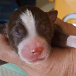 Bishop - Red tri male Miniature Australian Shepherd puppy in Copperas Cove, Texas from Aussies Acre