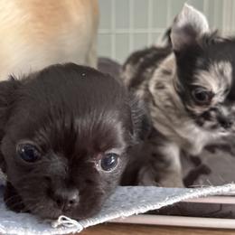 Chihuahua Puppies from Chesapeake Chihuahuas