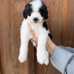 Clark - Black and white male Bernedoodle puppy in Yuba City, California from Ranch House Doodles