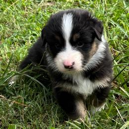 Cho'gath (long tail) - Red tri-color male Australian Shepherd puppy in Jacksonville, Florida from Solace Australian Shepherds