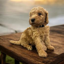 Rocky - Apricot male Goldendoodle puppy in Macclenny, Florida from Baker County Goldendoodles