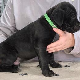 Green Male pup - - Black male Cane Corso puppy in Gorman, Texas from McOmber Country Kennels