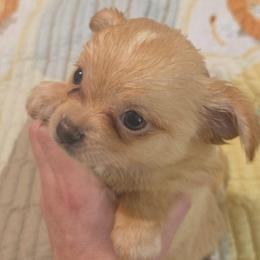 Cosmo - Gold and white male Chihuahua puppy in Kyle, Texas from joy of chihuahuas tx