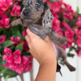 Tilly - Dapple female Dachshund puppy in Harold, Kentucky from Taylors Tiny Tails