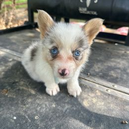 Boy 2 - Blue merle and white male American Corgi puppy in Mississippi from Copper Creek Kennels