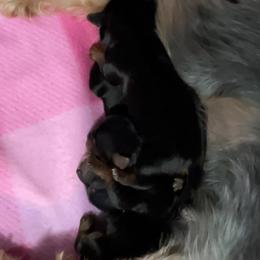 Yorkshire Terrier Puppies from Joy Riley's Yorkies