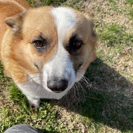 Peaches - White and fawn female Pembroke Welsh Corgi puppy in Pleasant Plains, Arkansas from PBA Kennel