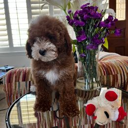 Tatum - Red male Cavapoo puppy in Los Angeles, California from Myles Barnum