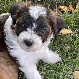 Yorkipoo and Yorkshire Terrier Puppies from Linda Sherman