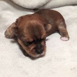 Yorkshire Terrier Puppies from Yadkinyorkies&Morkies