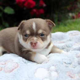 Border Collie and Chihuahua Puppies from Brooks Grove Canines LLC