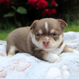 Border Collie and Chihuahua Puppies from Brooks Grove Canines LLC