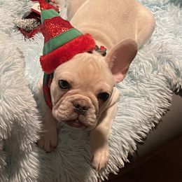 Boston Terrier and French Bulldog Puppies from Angie's Little Bostons And Frenchies