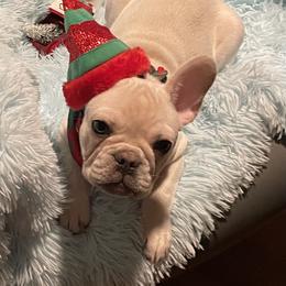 Boston Terrier and French Bulldog Puppies from Angie's Little Bostons And Frenchies