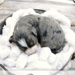 Shania - Merle female Bernedoodle puppy in Idaho Falls, Idaho from Idahome Doodle