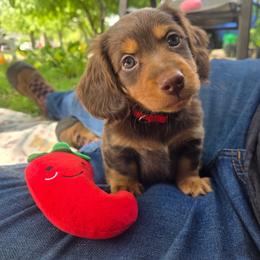 Red- Luke - Chocolate and tan male Dachshund puppy in Waukegan, Illinois from Rolling and Howling Basset Hounds and Dachshunds