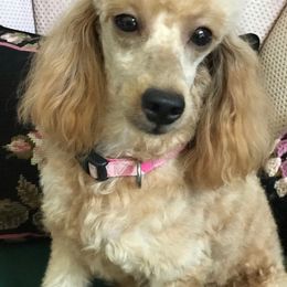 Poodle Puppies from Hilmac Poodles
