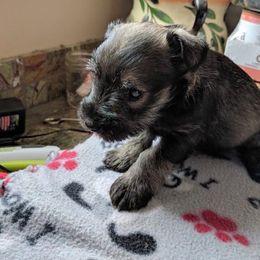 Miniature Schnauzer Puppies from Tymeless Farm