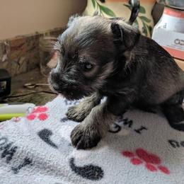Miniature Schnauzer Puppies from Tymeless Farm