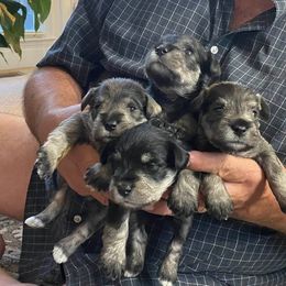 Miniature Schnauzer Puppies from Beau's Beauties
