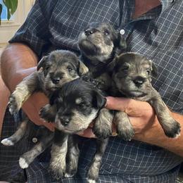 Miniature Schnauzer Puppies from Beau's Beauties