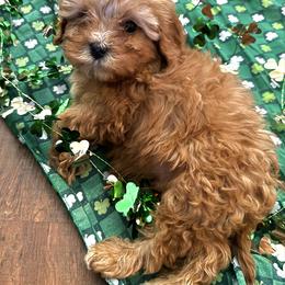 Yogi - Red male Cavapoo puppy in Conway, Missouri from Jordan  Harrison