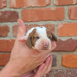 Marcie - Mahogany and white female Basset Hound puppy in Bellaire, Ohio from Blessed Bassets