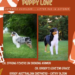 Australian Shepherd puppies from Brody Aussies