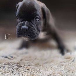 Eli - Brindle Boxer puppy in Spring Hill, Florida from Hart's Grand Boxers