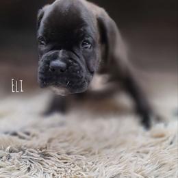 Eli - Brindle Boxer puppy in Spring Hill, Florida from Hart's Grand Boxers