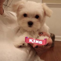 Maltese Puppies from Leona's Maltese